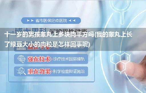 十一岁的男孩睾丸上多块肉平方吗(我的睾丸上长了绿豆大小的肉粒是怎样回事呢)
