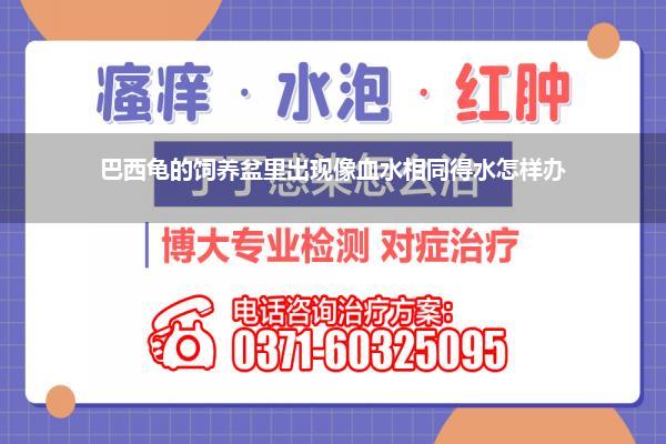 巴西龟的饲养盆里出现像血水相同得水怎样办