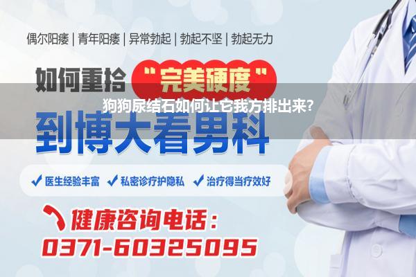 狗狗尿结石如何让它我方排出来?