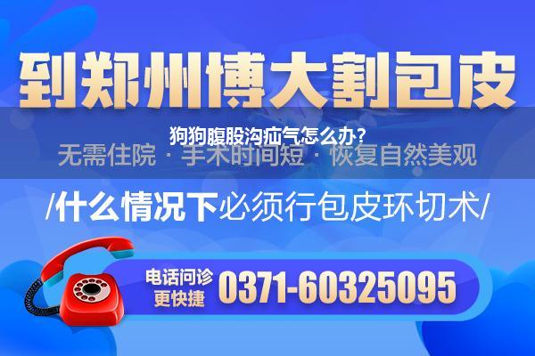狗狗腹股沟疝气怎么办?