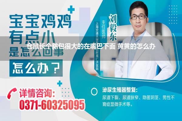 仓鼠长个脓包很大的在嘴巴下面 黄黄的怎么办